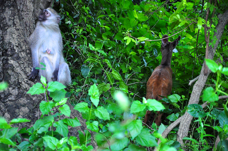 Melanie Heinrich - travel images - Lion Sands Private Game Reserve